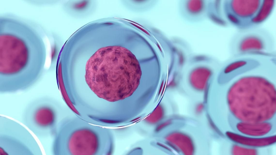Empleo de células madre para sustitutos dérmicos